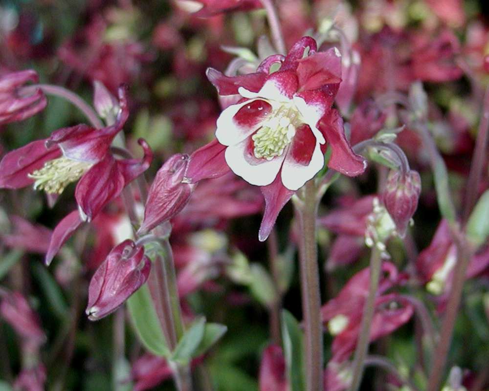 Flower - Front View<br>(Location of Picture: Commercially Grown)