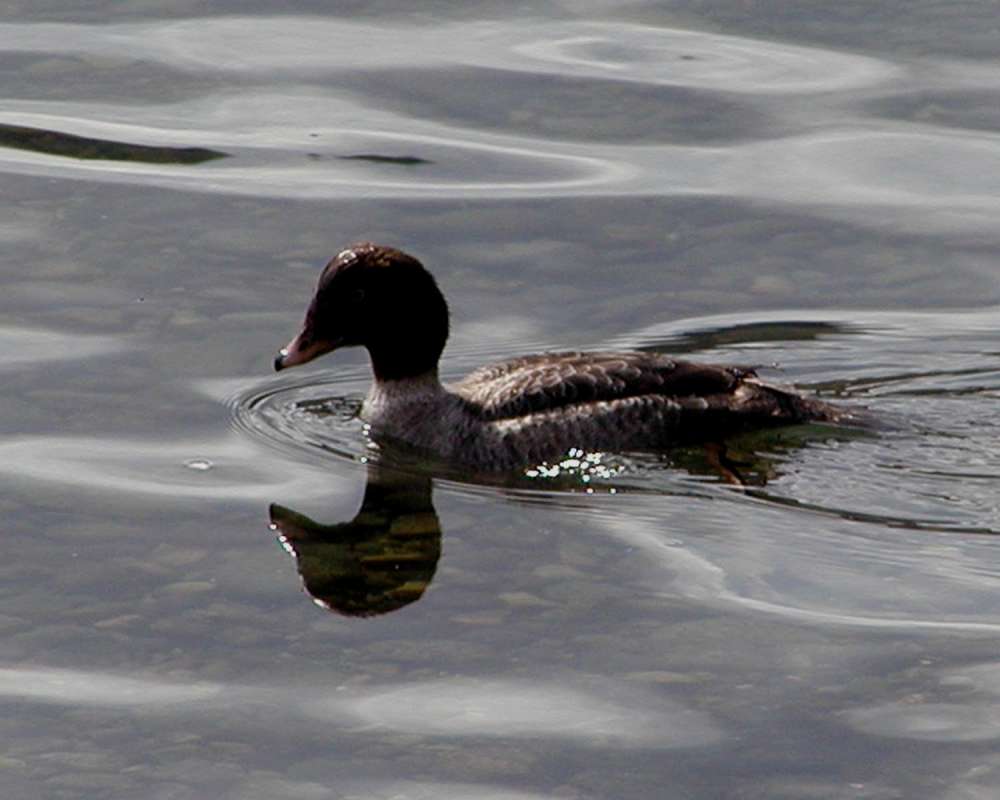 Female in  Habitat<br>(Location of Picture: Columbia River, Wa, USA, 2008)