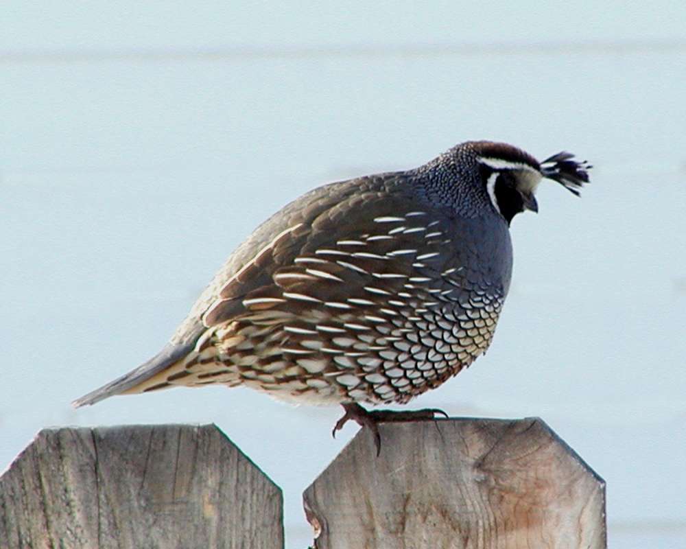 On Fence<br>(Location of Picture: Okanogan, Washington, USA, 2008)