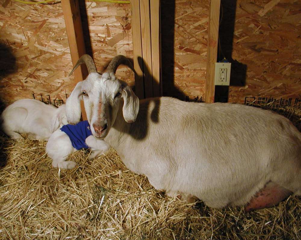 Mother and Child<br>(Location of Picture: Fairgrounds, Okanogan, Wa, USA, 08)