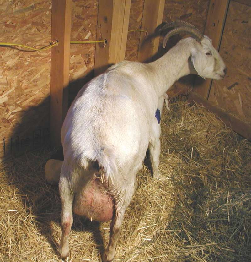 Full Udder<br>(Location of Picture: Fairgrounds, Okanogan, Wa, USA, 08)