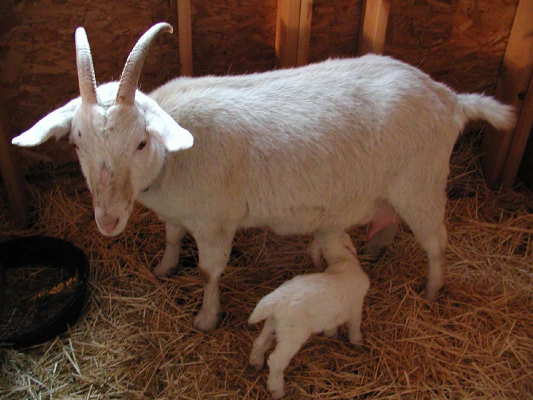 Nursing<br>(Location of Picture: Fairgrounds, Okanogan, Wa, USA, 08)