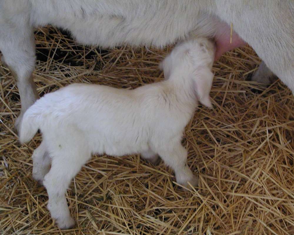 Nursing Close View<br>(Location of Picture: Fairgrounds, Okanogan, Wa, USA, 08)