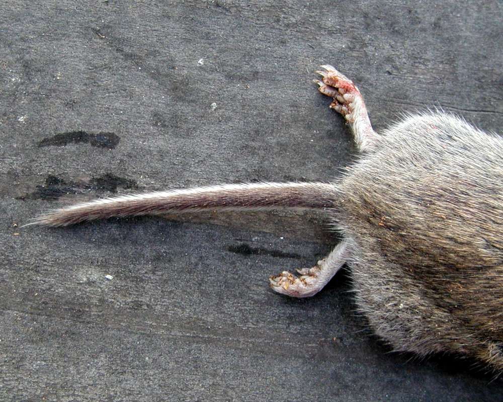 Tail<br>(Location of Picture: Conconully, Washington, USA, 2008)