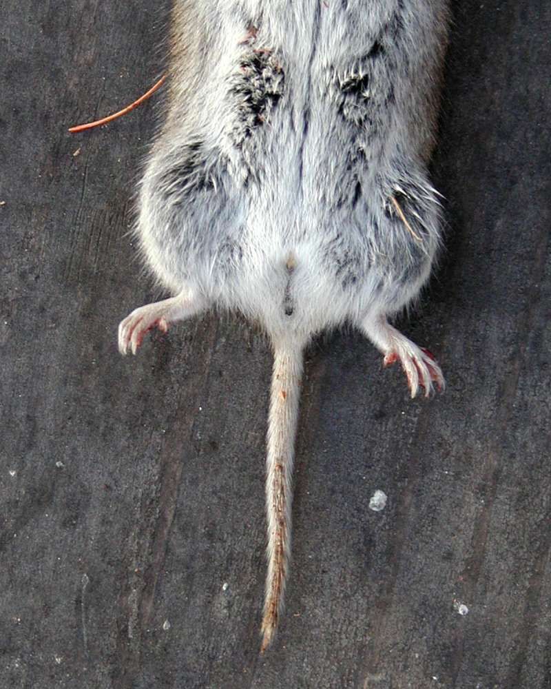 Underside - Female<br>(Location of Picture: Conconully, Washington, USA, 2008)