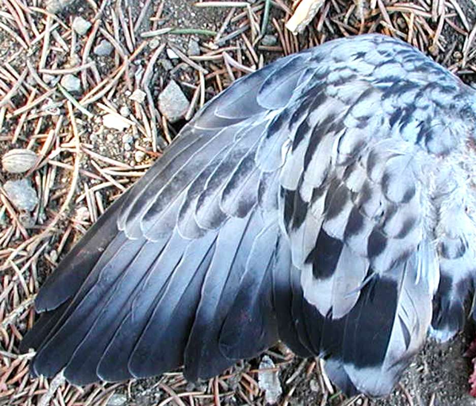 Close View Of Wing<br>(Location of Picture: Okanogan, Washinton, USA, 2008)