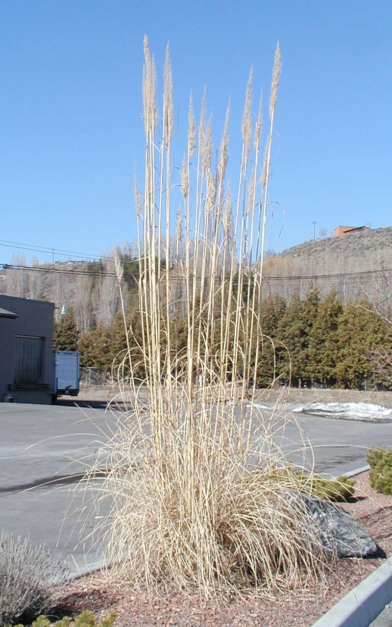 Silhouette<br>(Location of Picture: Garden, Omak, Washington, USA, '08)
