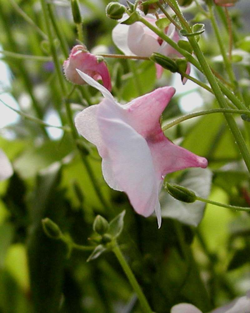White Flower - Side View<br>(Location of Picture: Shady Creek Nursery, Washington, 08)