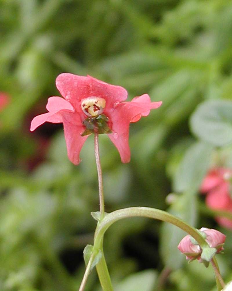 Pink Flower - Rear View<br>(Location of Picture: Shady Creek Nursery, Washington, 08)