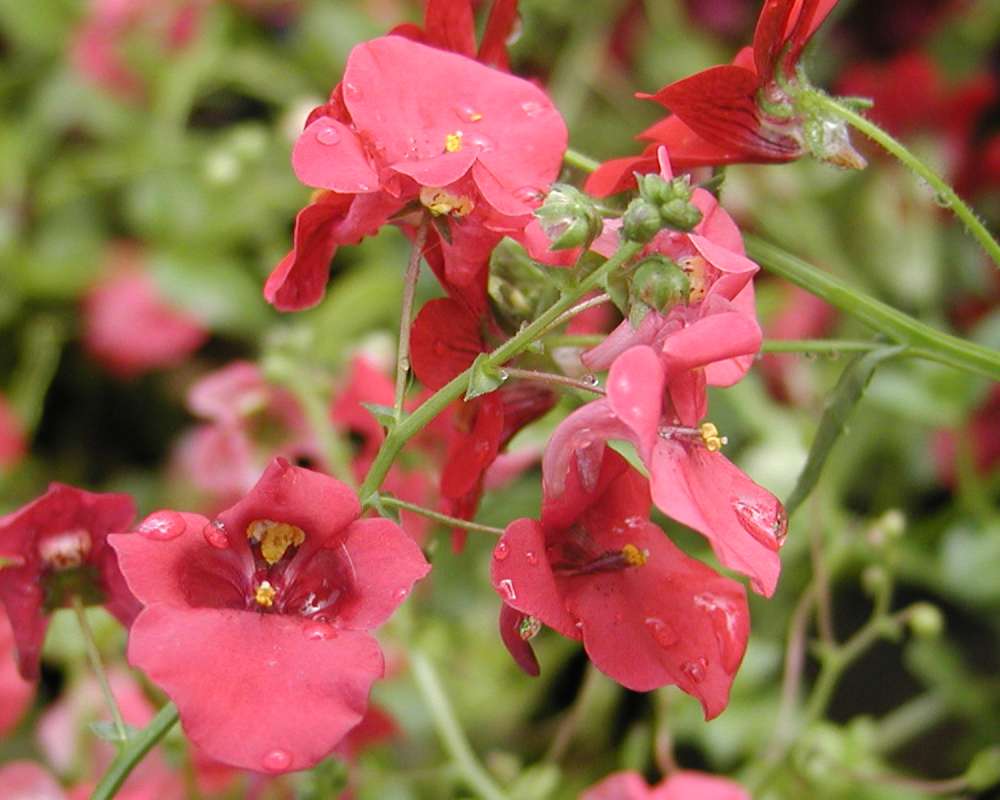 Pink Flowers<br>(Location of Picture: Shady Creek Nursery, Washington, 08)