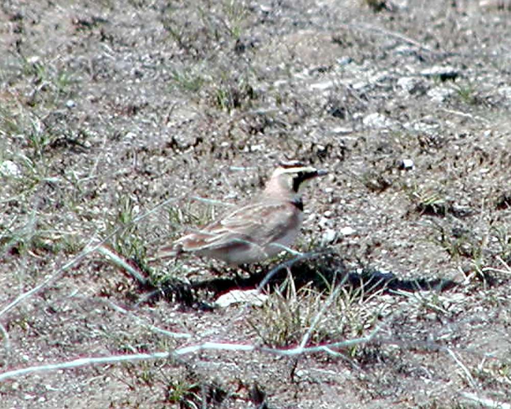 Female<br>(Location of Picture: Big Goose Lake, Washington, 2008)