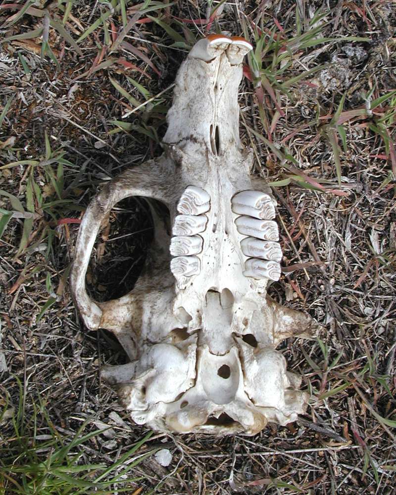 Skull - Showing Teeth<br>(Location of Picture: Okanogan, Washington, 2008)