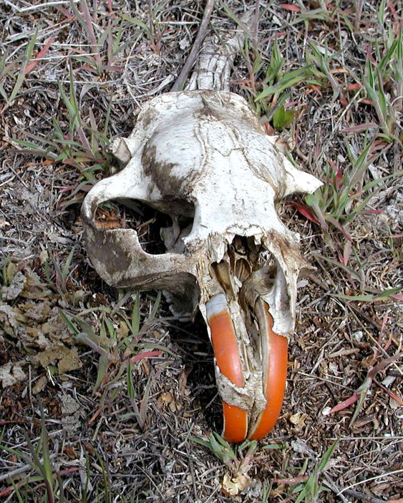 Skull - Front View<br>(Location of Picture: Okanogan, Washington, 2008)