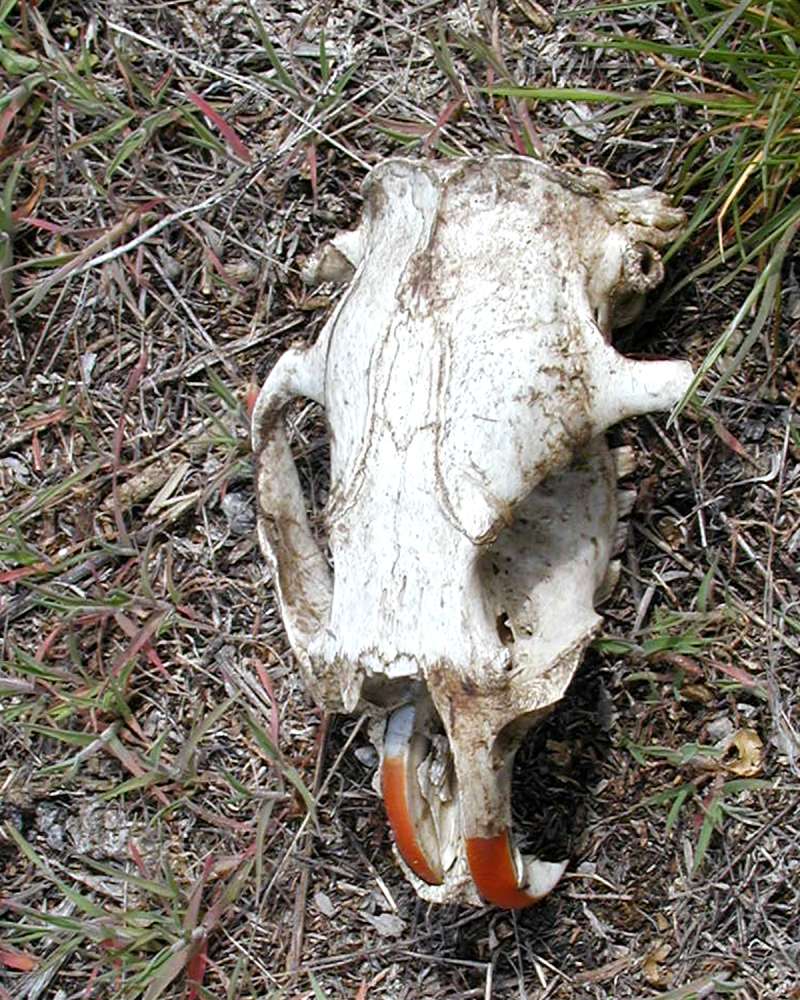 Skull-  dorsal View<br>(Location of Picture: Okanogan, Washington, 2008)