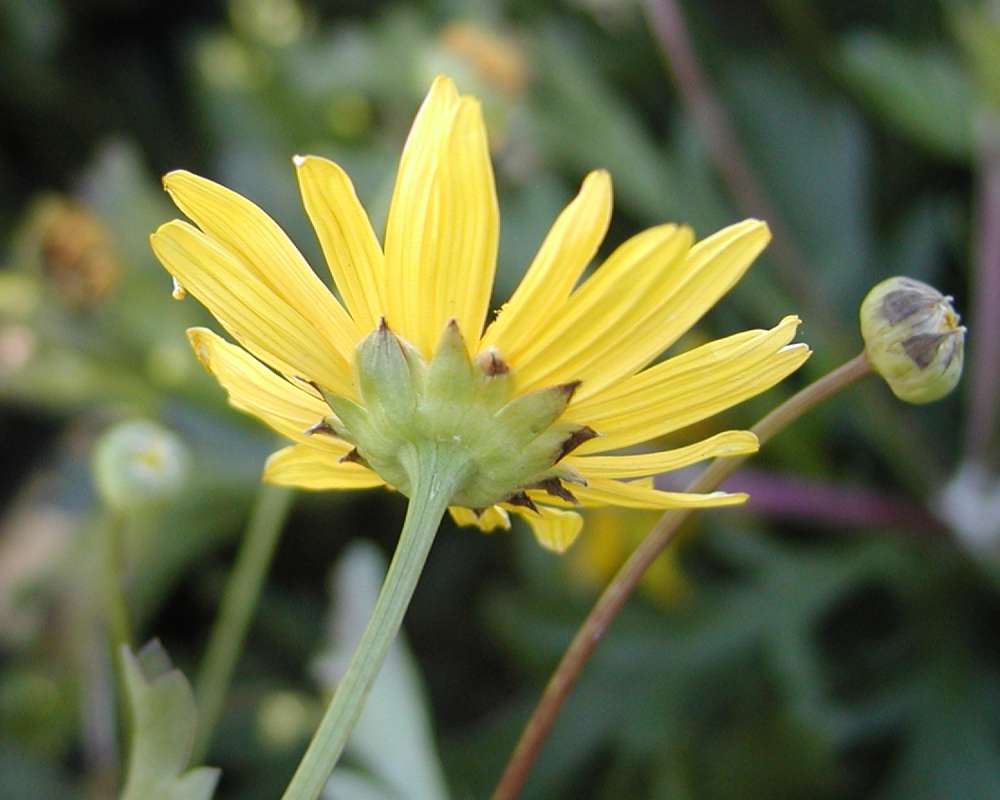 Flower - Rear View<br>(Location of Picture: Commercially Grown)