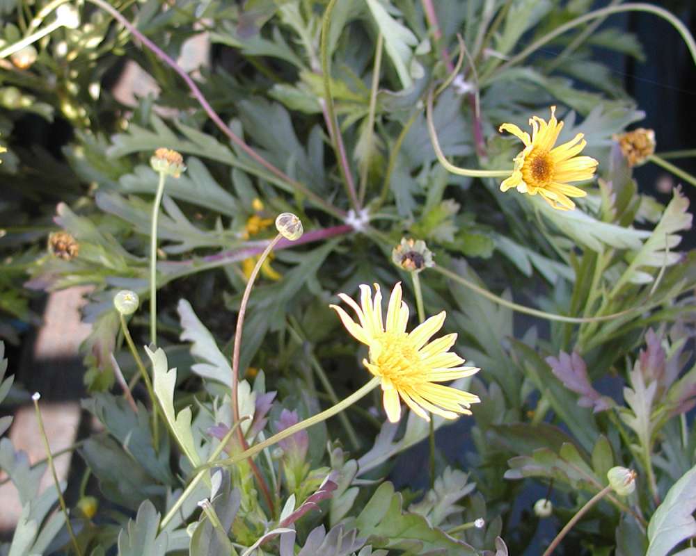 Top Of Plant in  Bloom With Leaves<br>(Location of Picture: Commercially Grown)