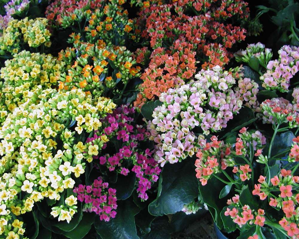 Various Colored Flowers<br>(Location of Picture: Commercially Grown)