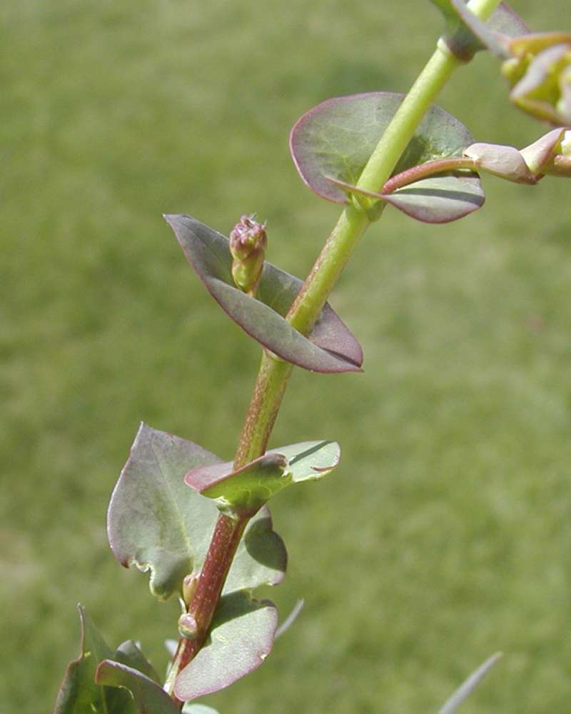 Clasping Leaf