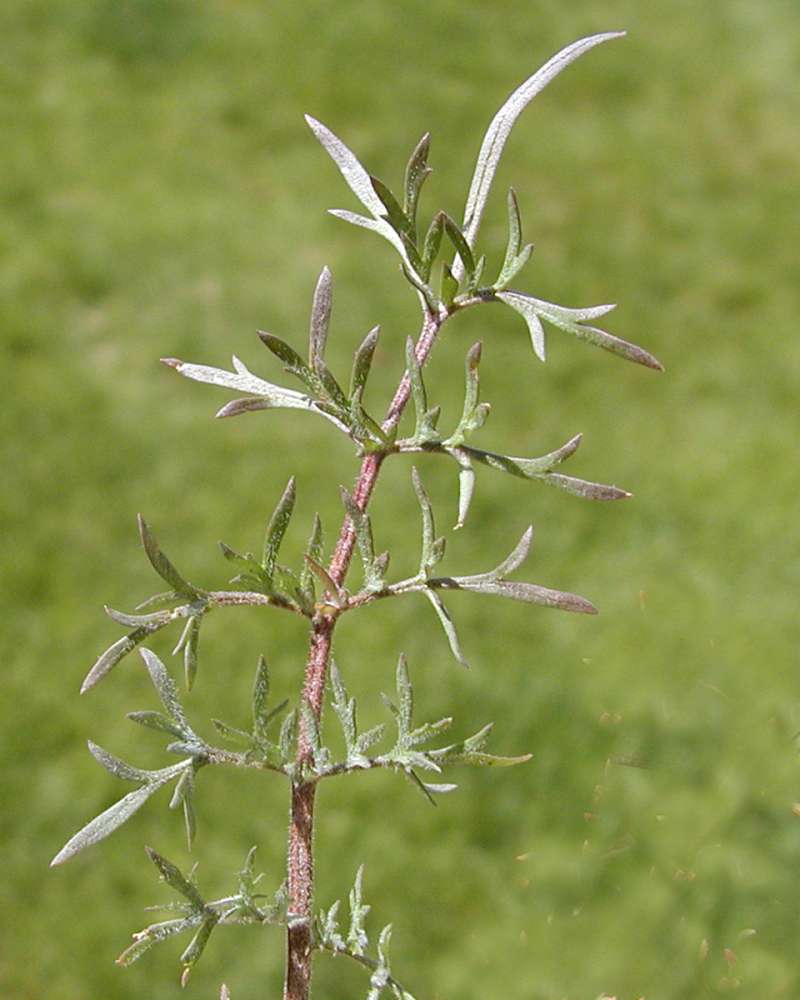 Lower Leaves