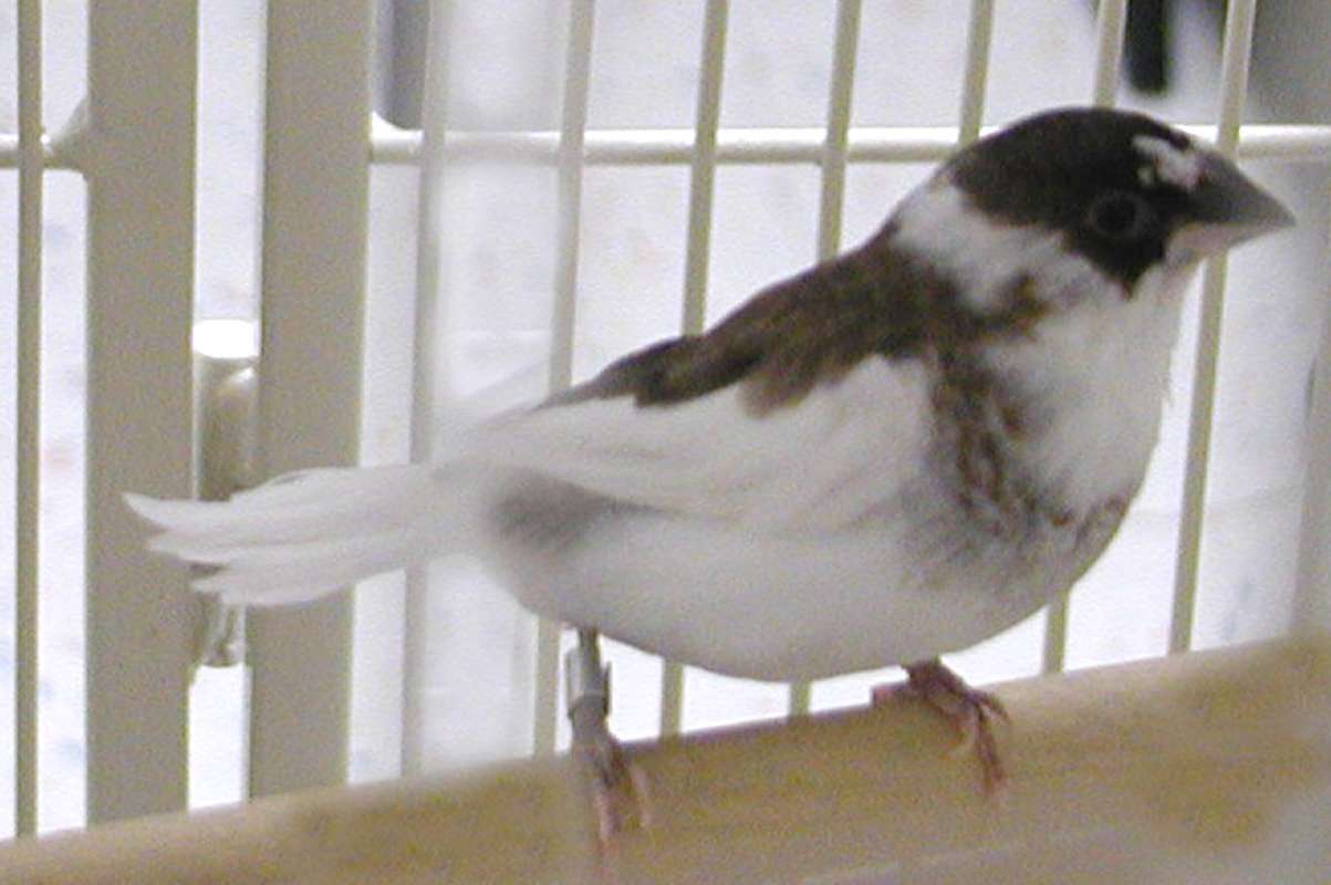 In Cage<br>(Location of Picture: Petko, Washington, USA, 2008)