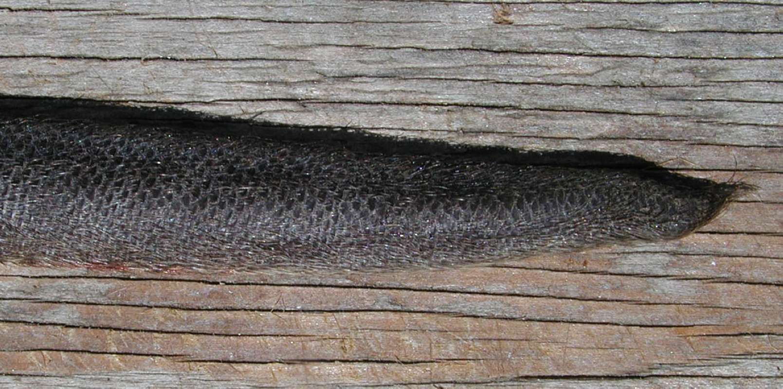 Close View Of Tail<br>(Location of Picture: Columbia River, Washington, USA, 08)
