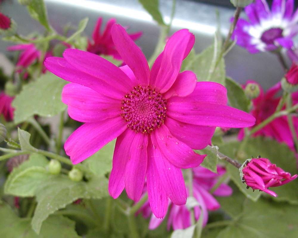 Pink Flower