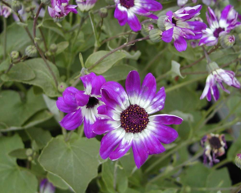 Purple and White Flower