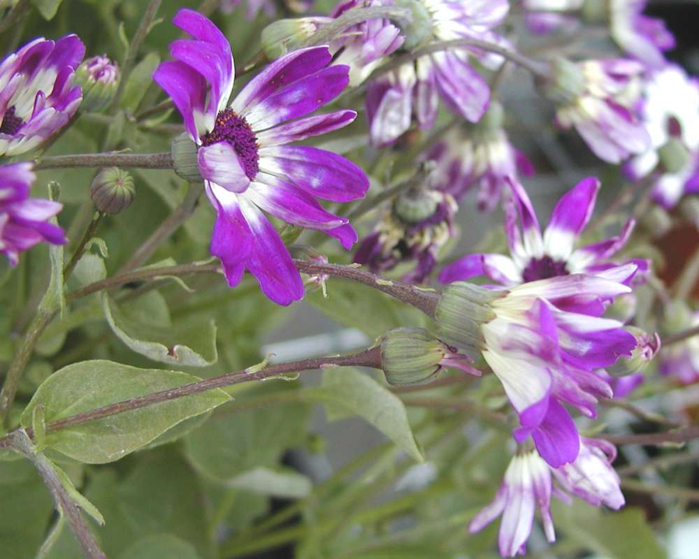 Purple and White Flower - Side View