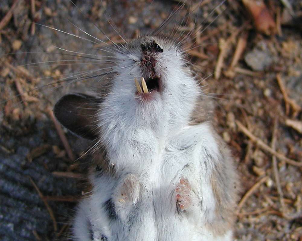 Teeth<br>(Location of Picture: Conconully, Wa, USA, 2008)