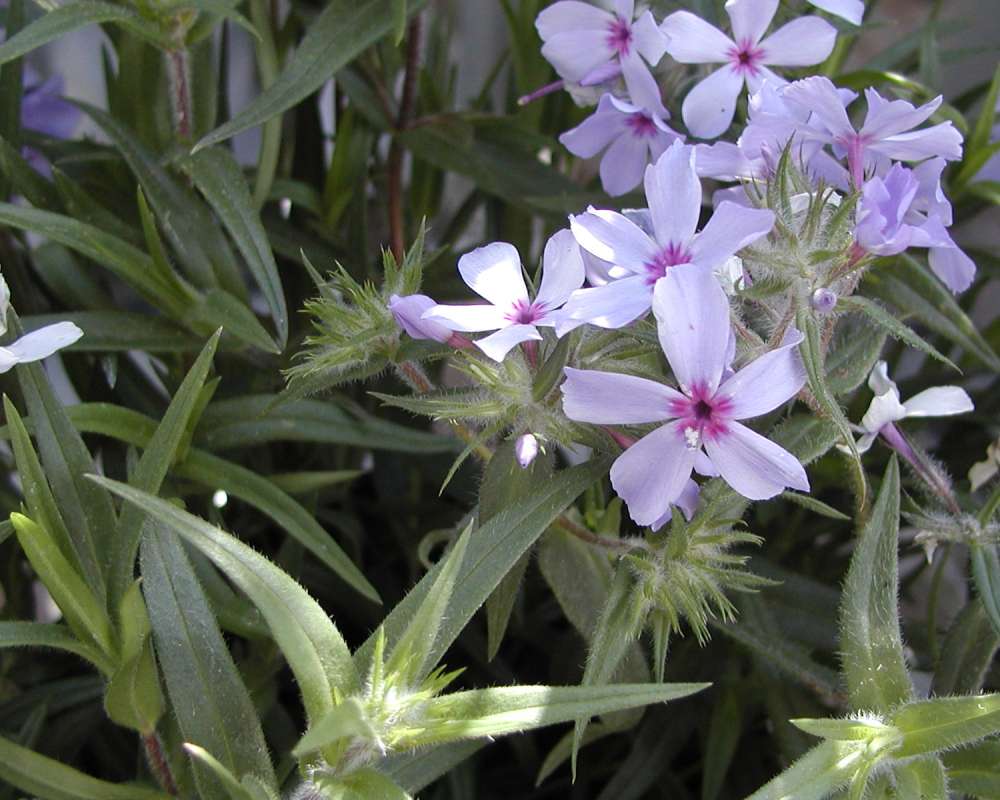 Top Of Plant in  Bloom<br>(Location of Picture: Commercially Grown)