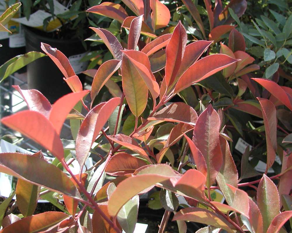 Leaves<br>(Location of Picture: Commercially Grown)