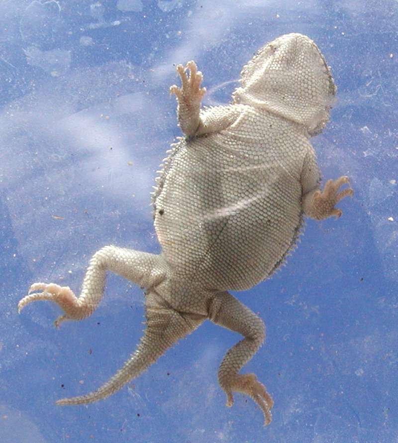 Underside<br>(Location of Picture: Okanogan, Washington, USA, 2008)