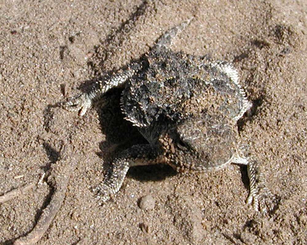 Front View On Sand<br>(Location of Picture: Okanogan, Washington, USA, 2008)