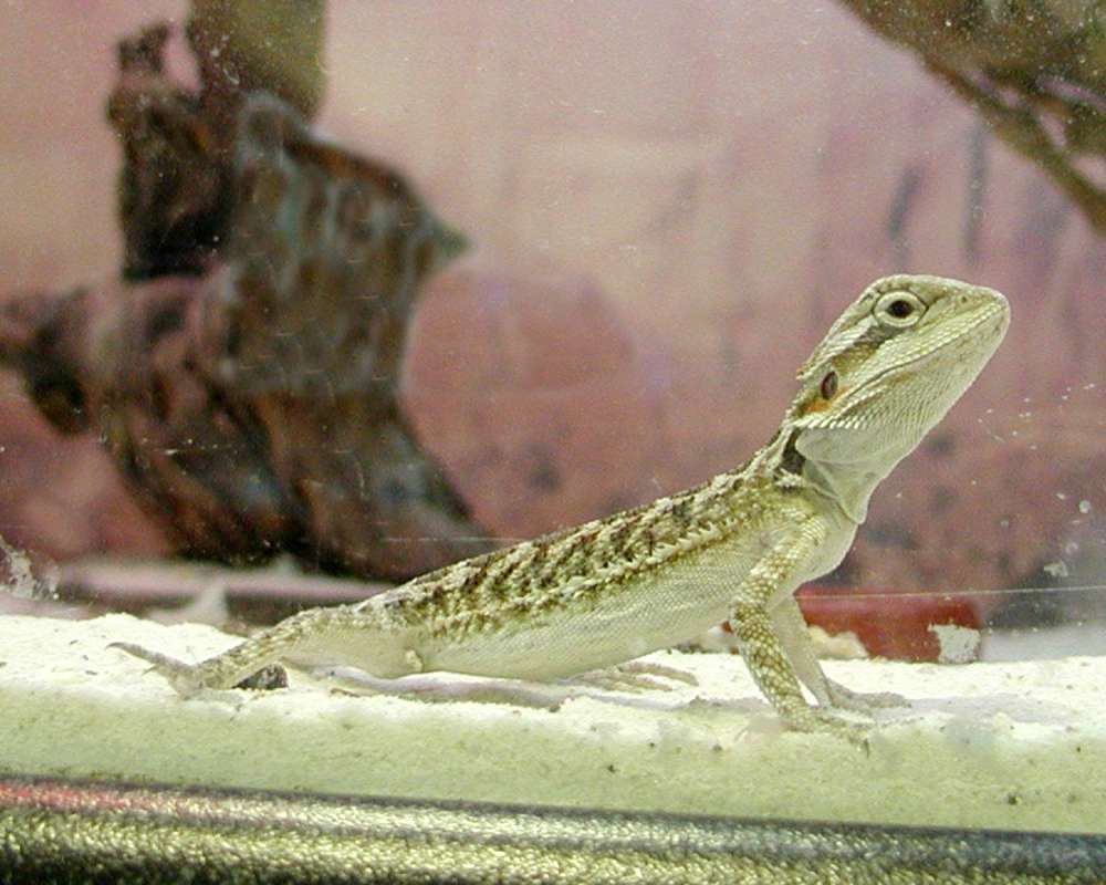 Young in  Pet Store<br>(Location of Picture: Petko, Washington, USA, 2008)