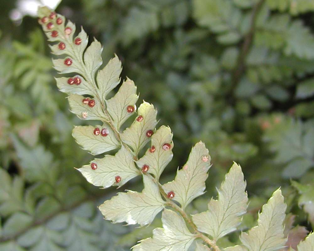 Frond - Underside<br>(Location of Picture: Commercially Grown)