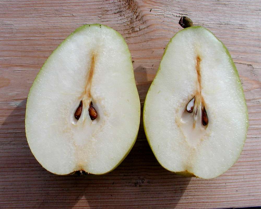 Cut Fruit<br>(Location of Picture: Okanogan, Washington, USA)