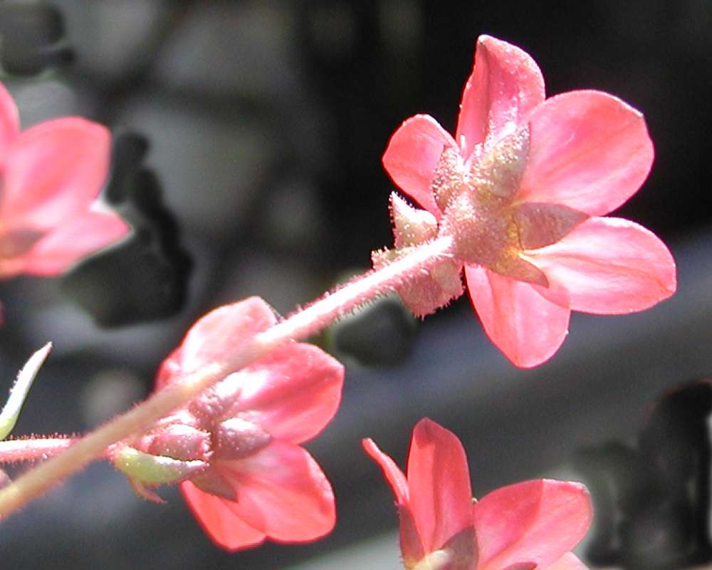Pink Flower - Rear View<br>(Location of Picture: Commercially Grown)