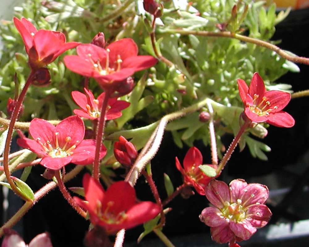 Pink Flowers<br>(Location of Picture: Commercially Grown)