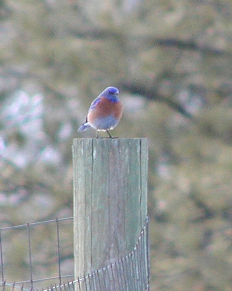On Fence Post<br>(Location of Picture: Neville Ridge, Washington, USA, '08)