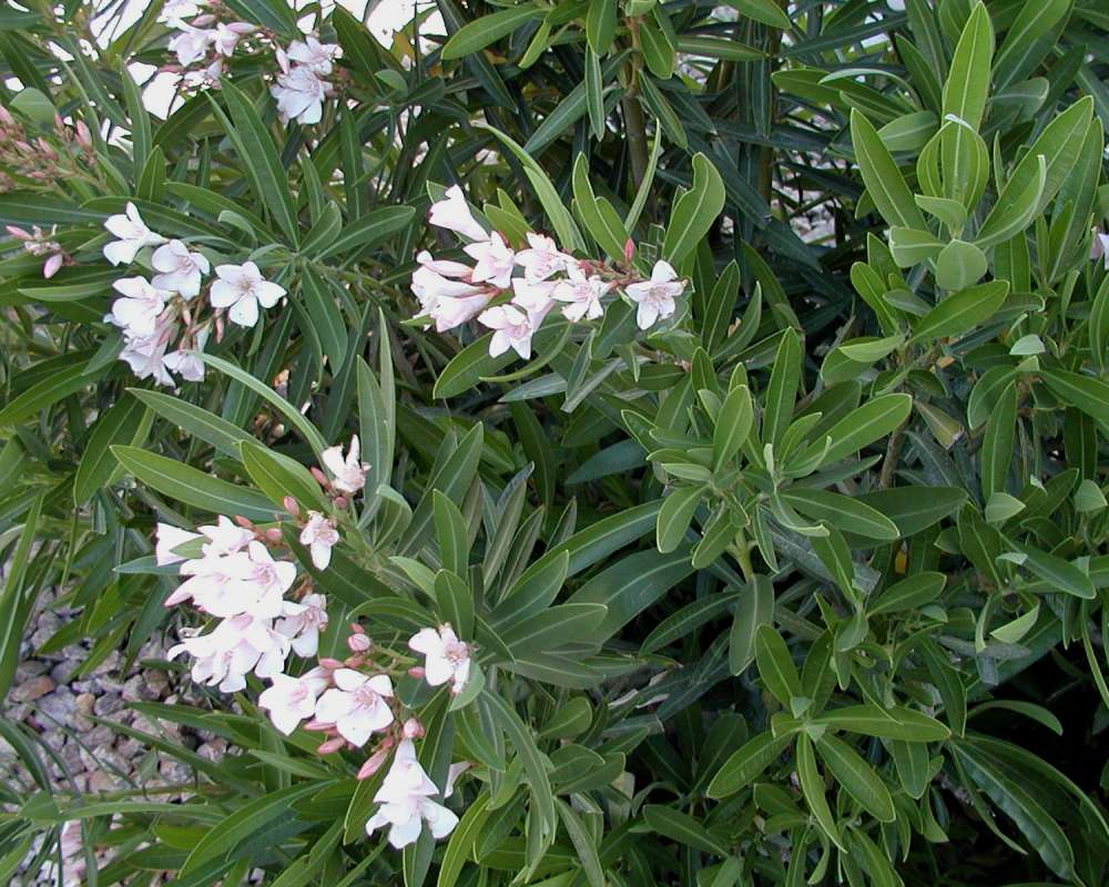 Top Of Plant in  Bloom<br>(Location of Picture: Ornamental, Arizona, 2008)