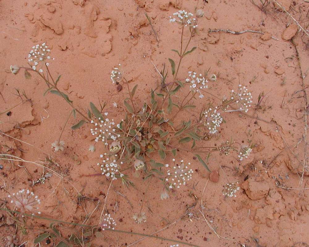 Habitat View<br>(Location of Picture: Zion Park, Sw Utah, USA, 2008)