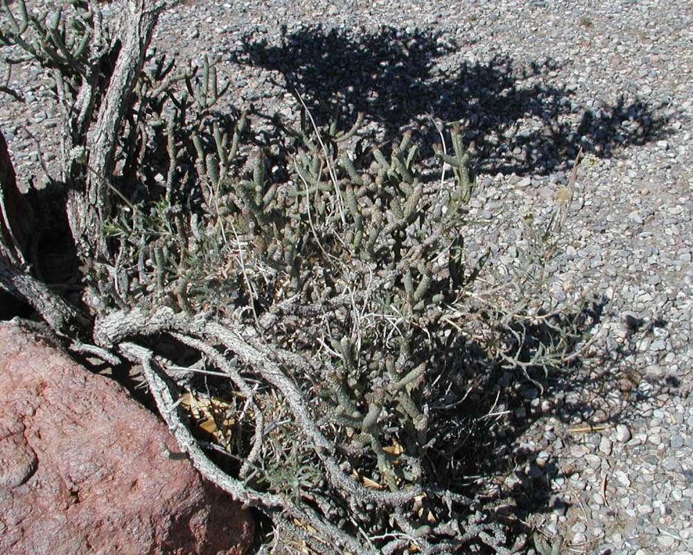 Habitat<br>(Location of Picture: Kingman, Arizona)