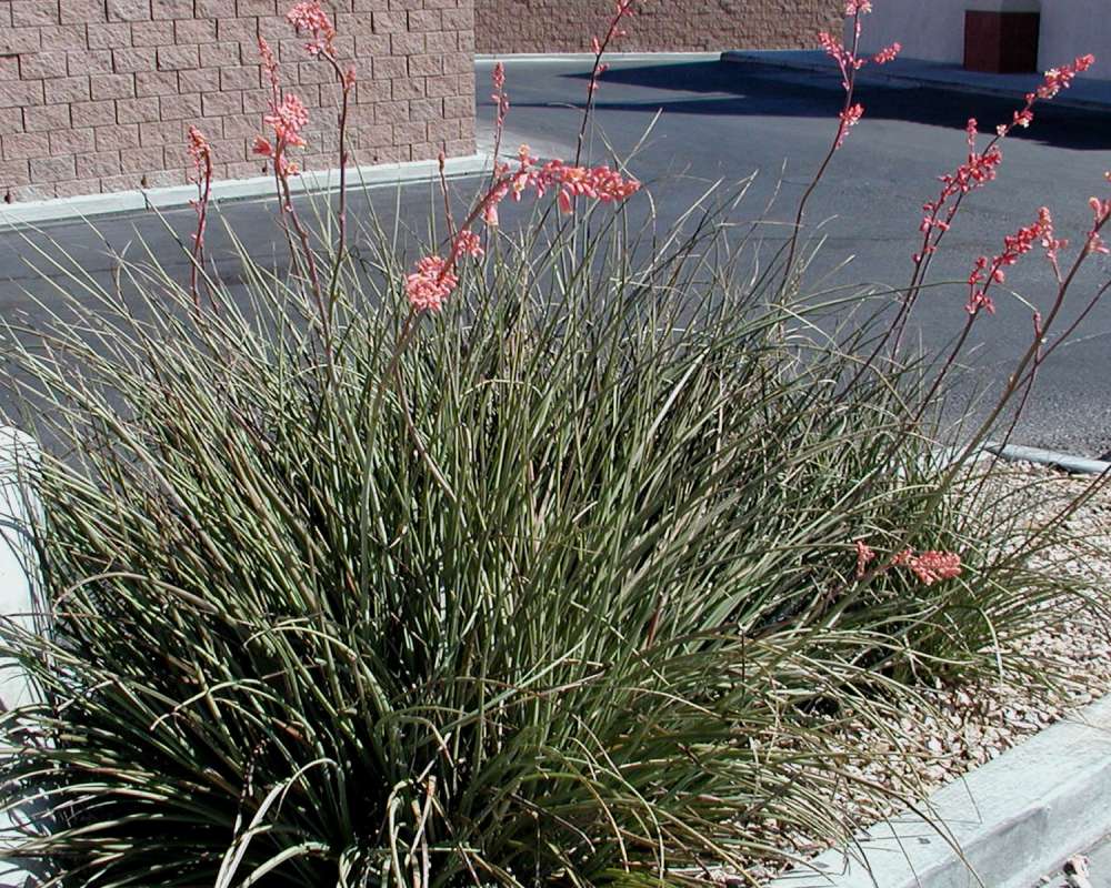 Garden View<br>(Location of Picture: Ornamental, Las Vegas, Nevada, 2008)