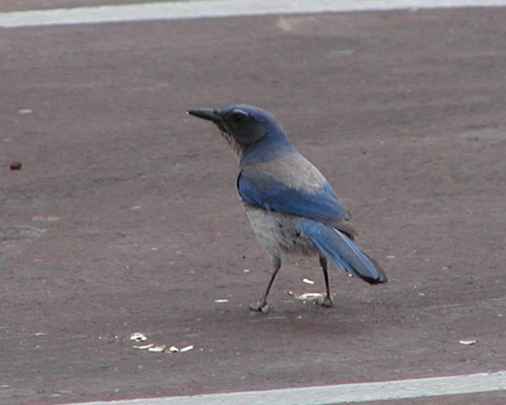 Rear View On Pavement<br>(Location of Picture: Cameron, Arizona, USA, 2008)