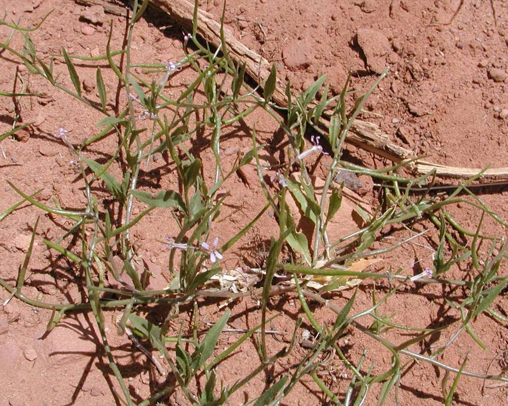 Habitat View<br>(Location of Picture: Zion Park, Sw Utah, USA, 2008)