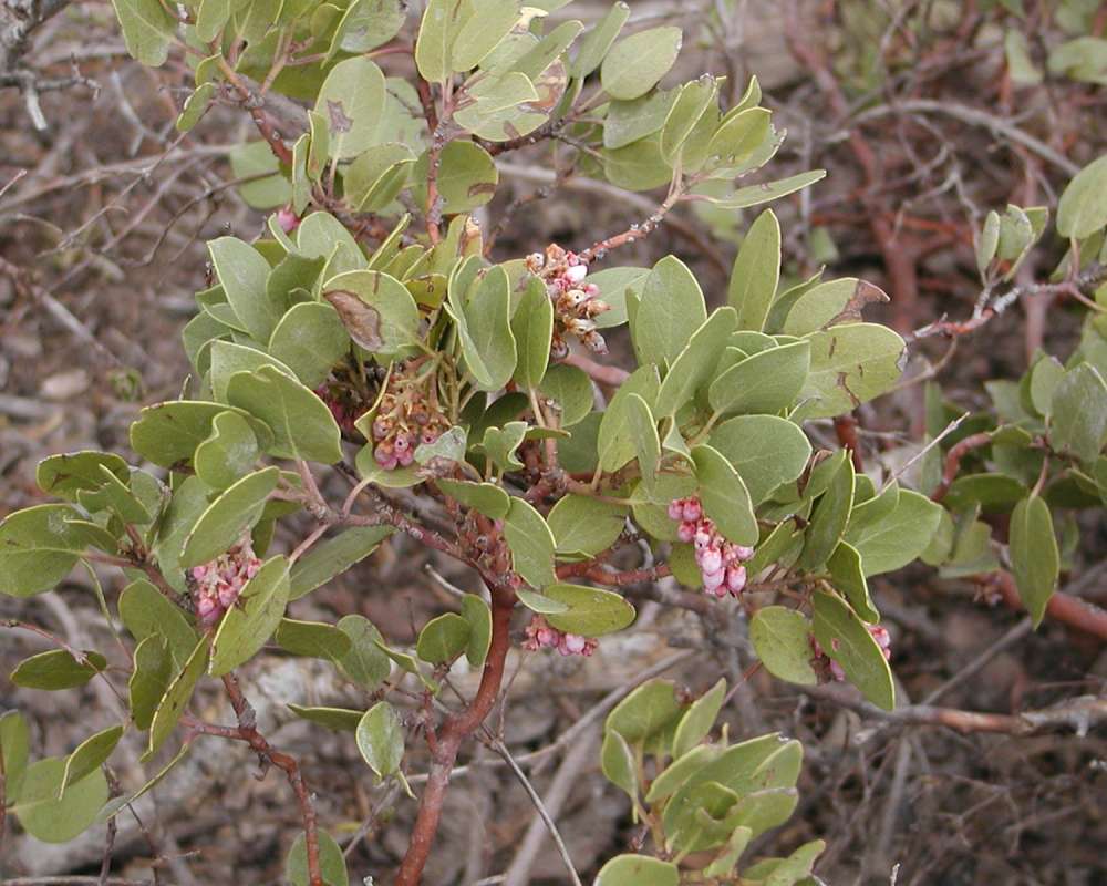 Top Of Plant in  Bloom<br>(Location of Picture: Bryce Canyon, Sw Utah, USA, 2008)