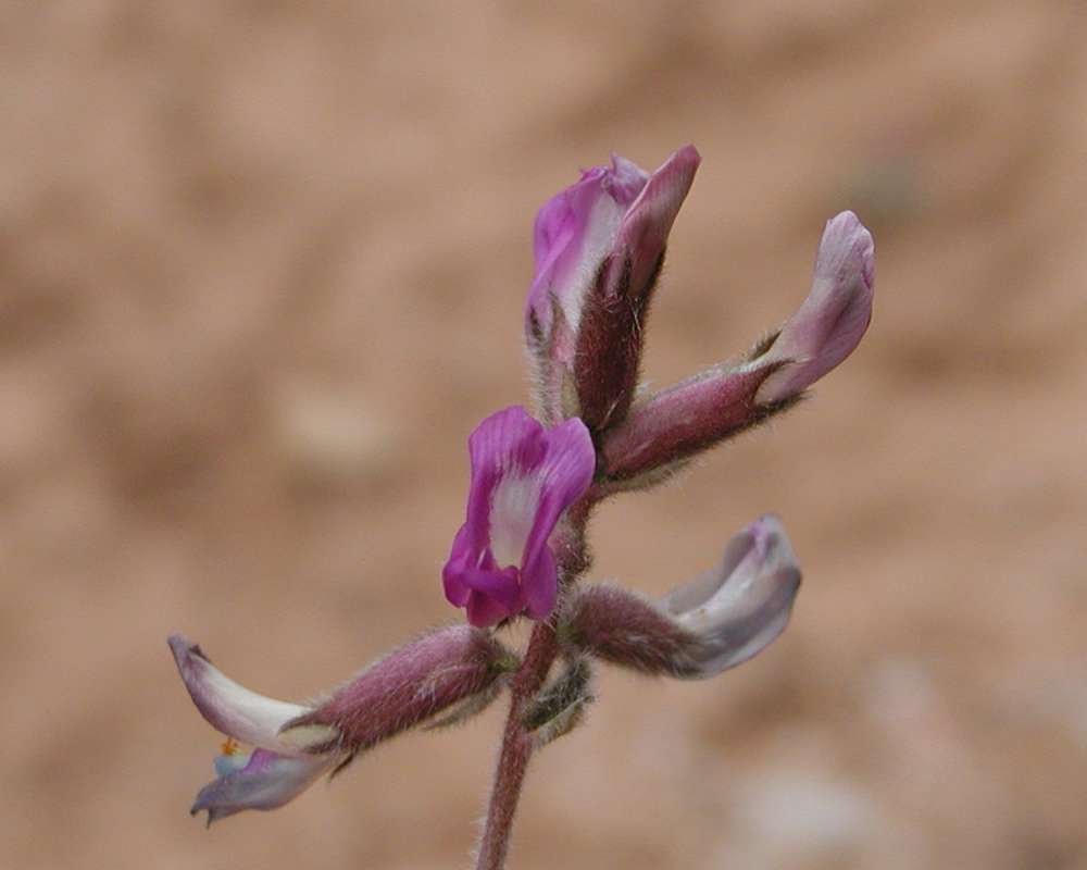Flowers - Front View<br>(Location of Picture: Zion Park, Sw Utah, USA, 2008)