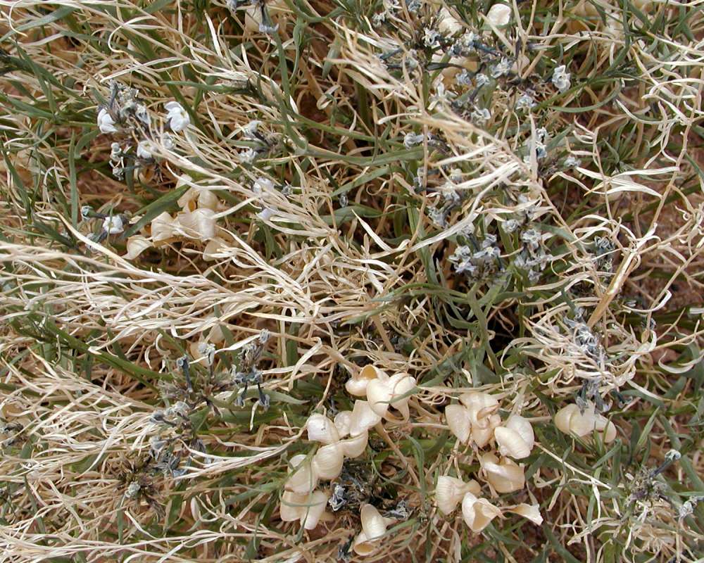 Habitat View<br>(Location of Picture: Grand Canyon, Arizona, USA, 2008)