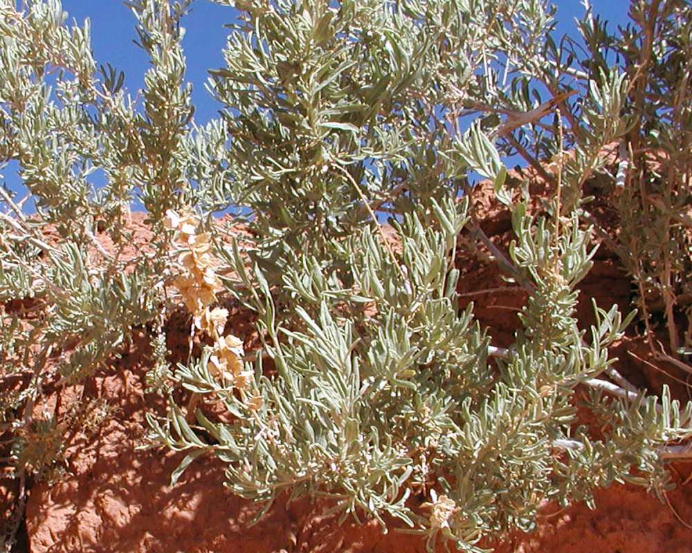 Habitat View #2<br>(Location of Picture: Grand Canyon, Arizona, USA, 2008)