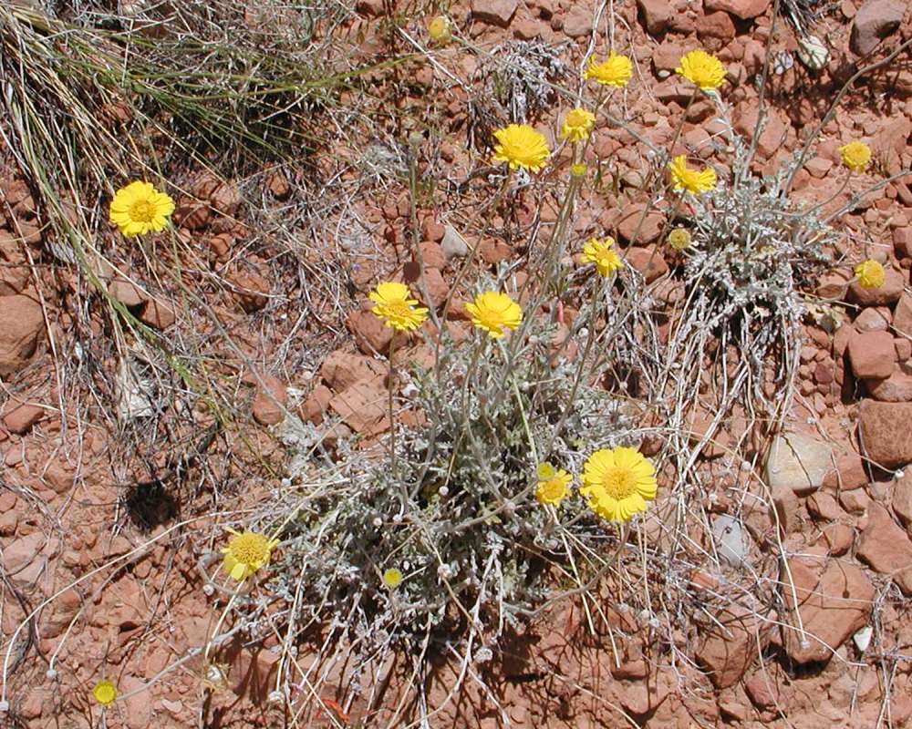 Habitat View<br>(Location of Picture: Zion Park, Sw Utah, USA, 2008)